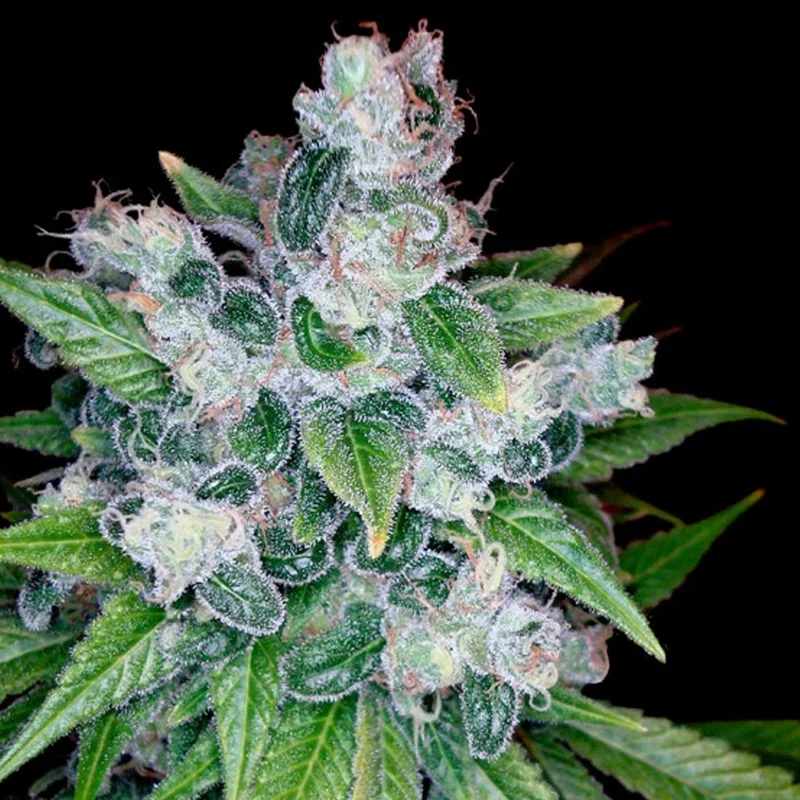 saltonverde2840771
