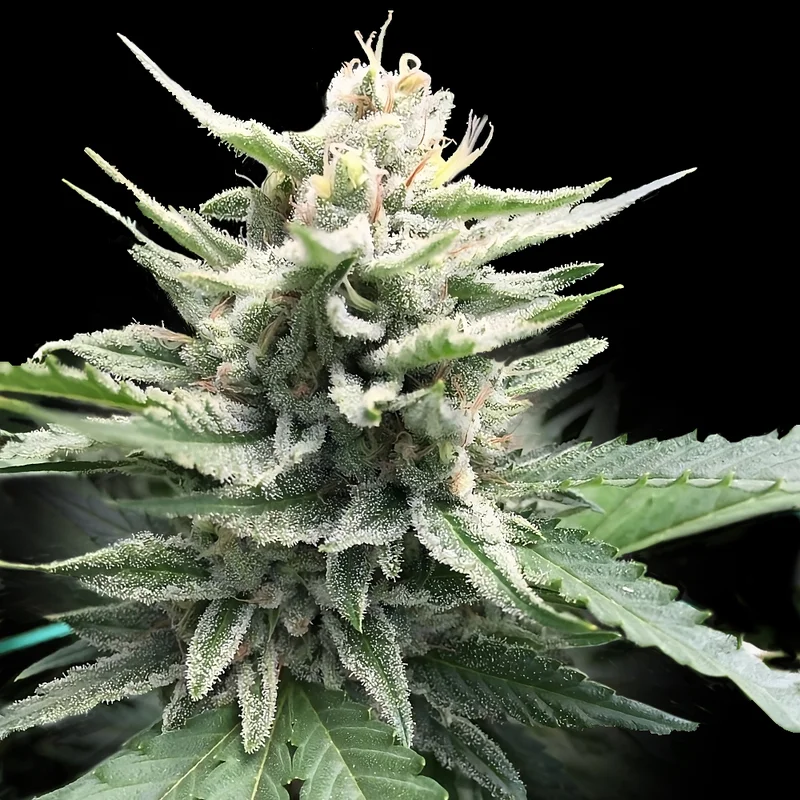 saltonverde2840793