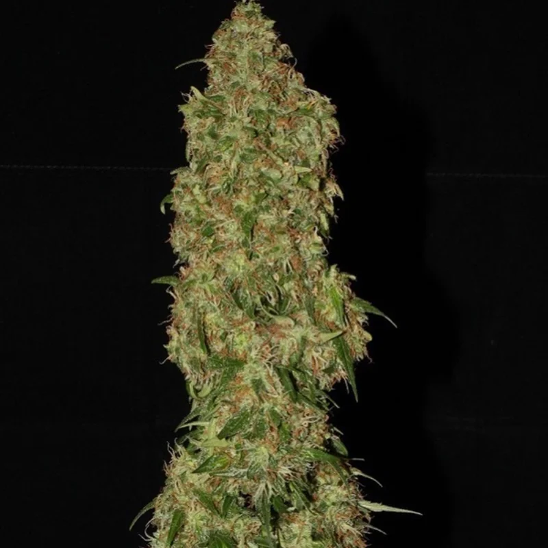 saltonverde2843023