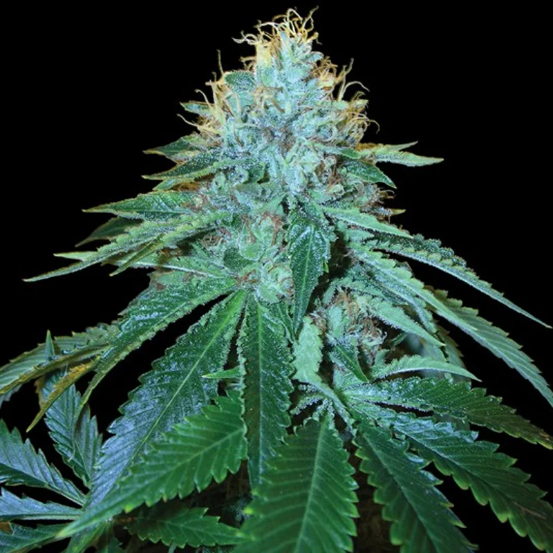 saltonverde2844827