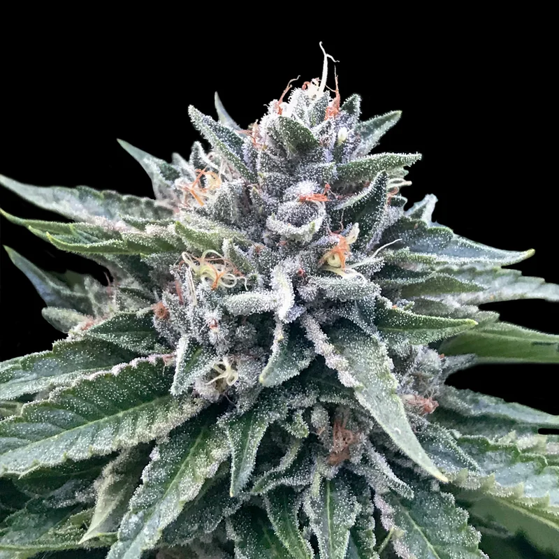saltonverde2844948
