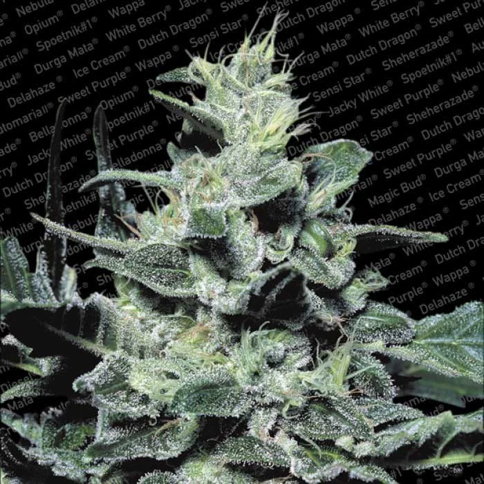saltonverde2846085