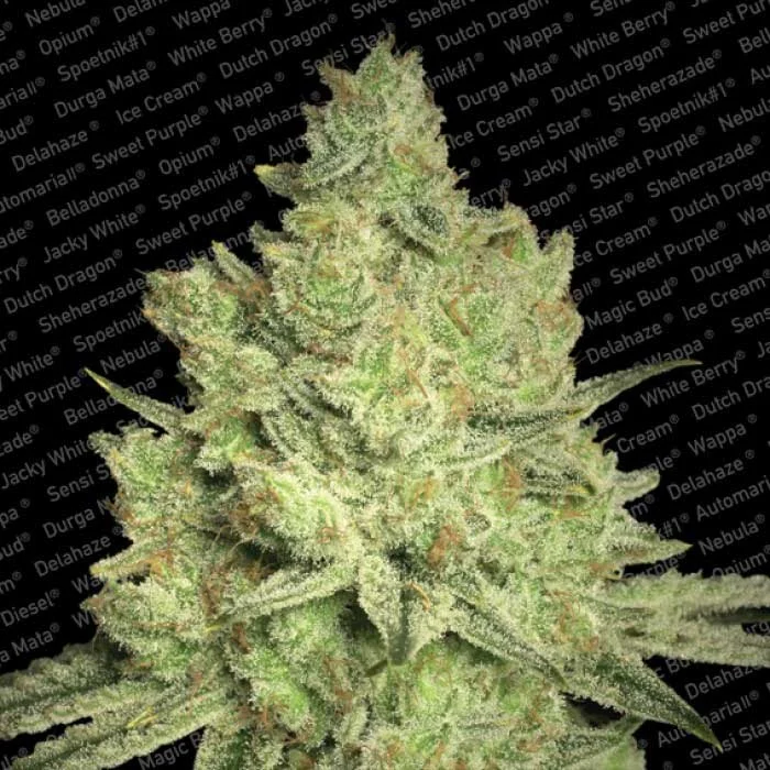 saltonverde2847142