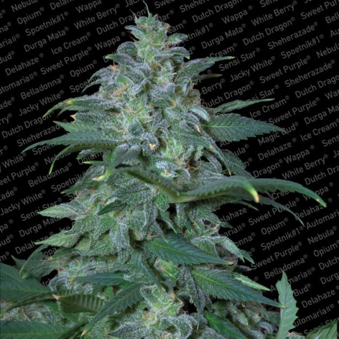 saltonverde2847252