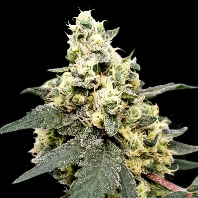saltonverde2847271