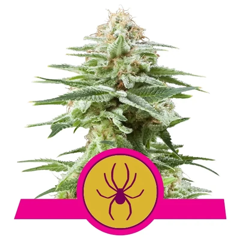 saltonverde2851822
