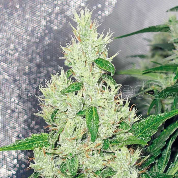 saltonverde2853693
