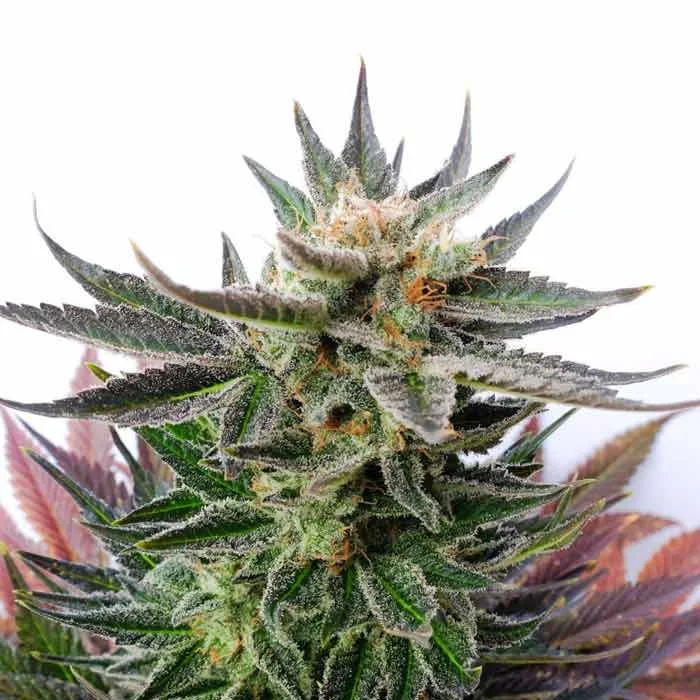 saltonverde2854234