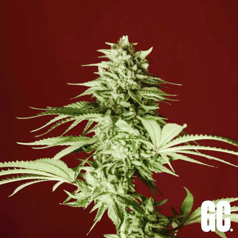 saltonverde2854468