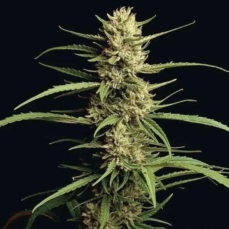 saltonverde2854764
