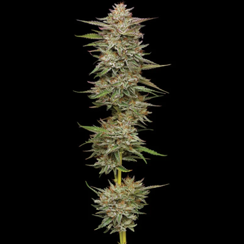 saltonverde2855261