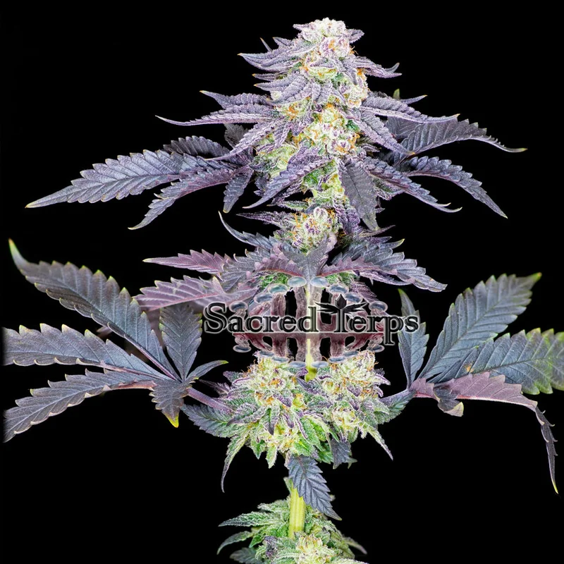 saltonverde2856762