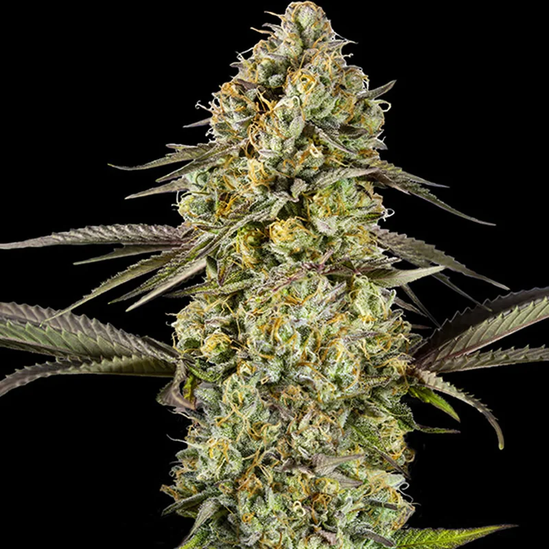 saltonverde2857552