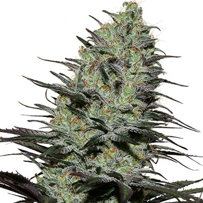 saltonverde2858324