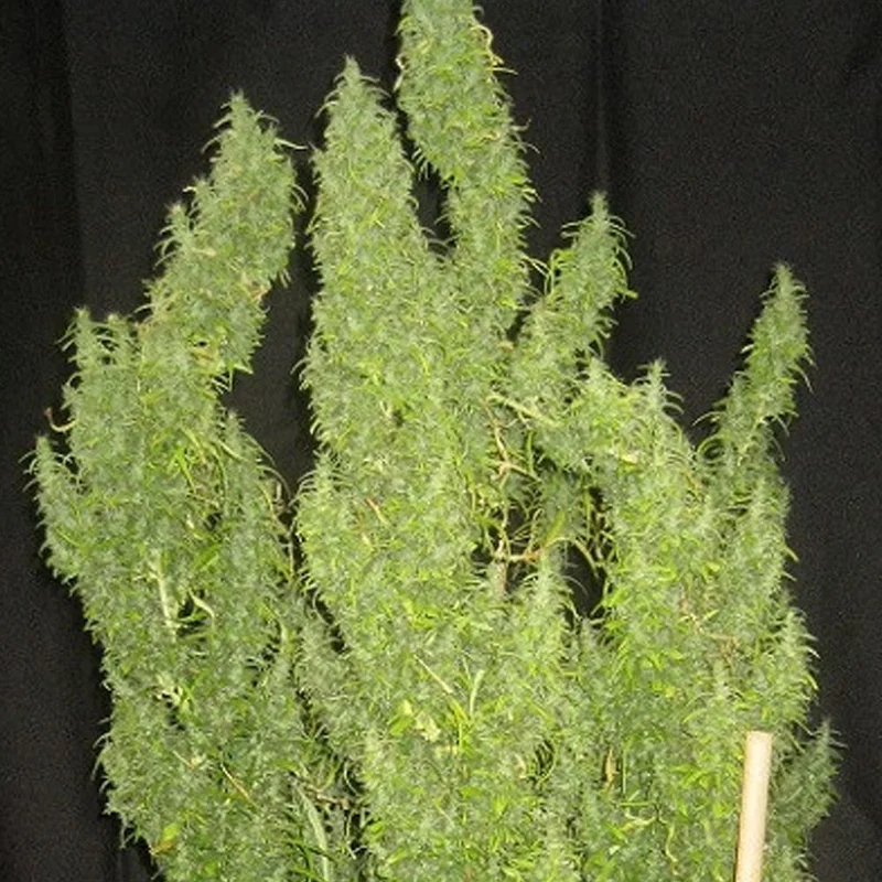 saltonverde2858936