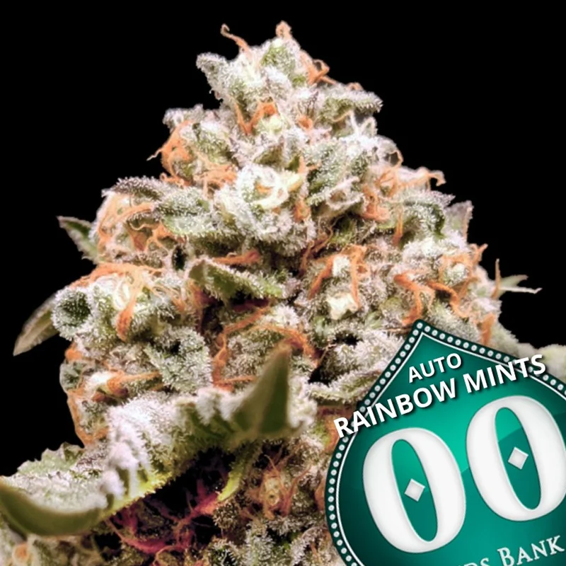 saltonverde2861129
