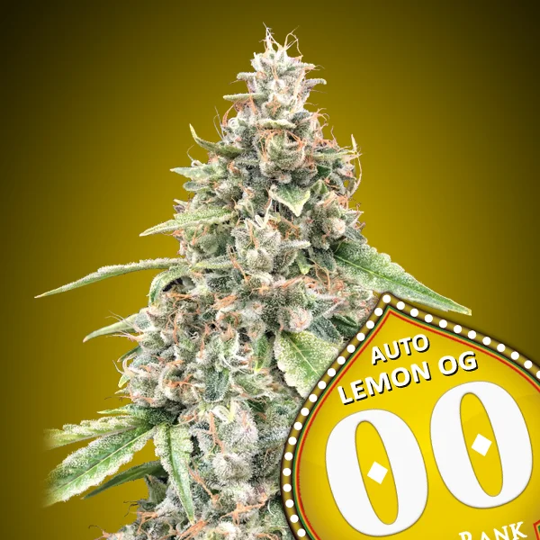 saltonverde2861174