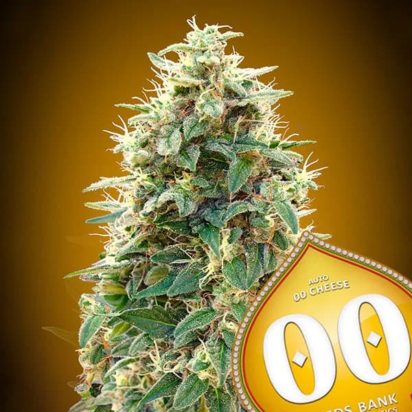 saltonverde2861746