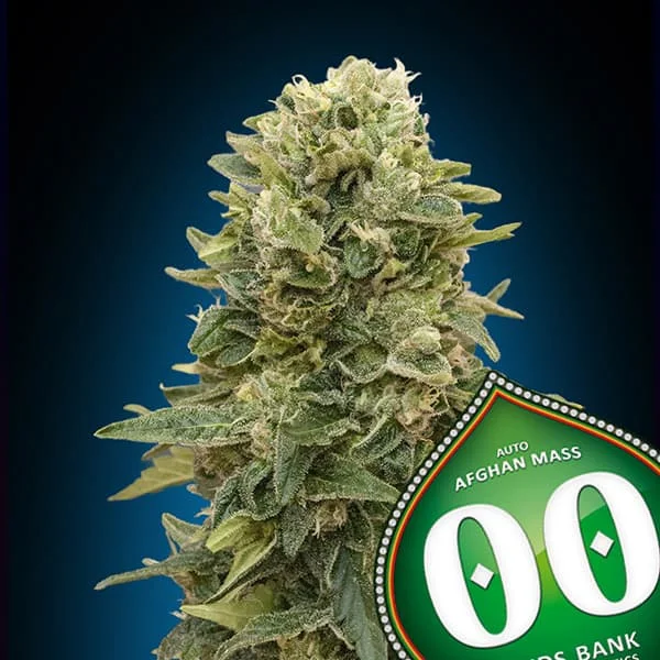 saltonverde2861830