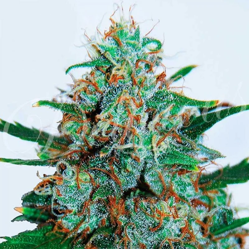 saltonverde2862544