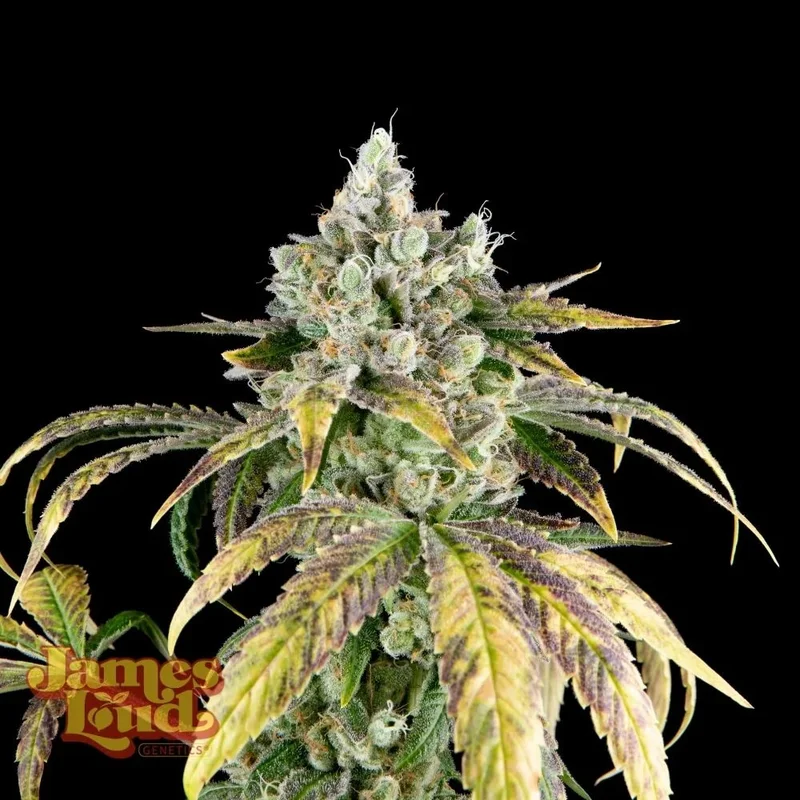saltonverde2864729