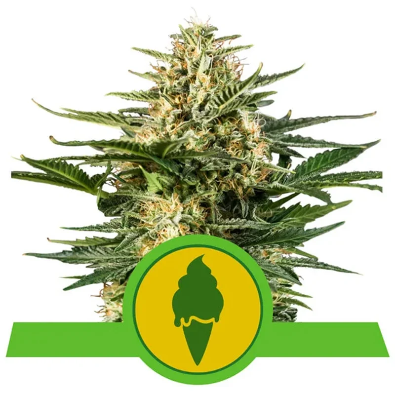 saltonverde2864939
