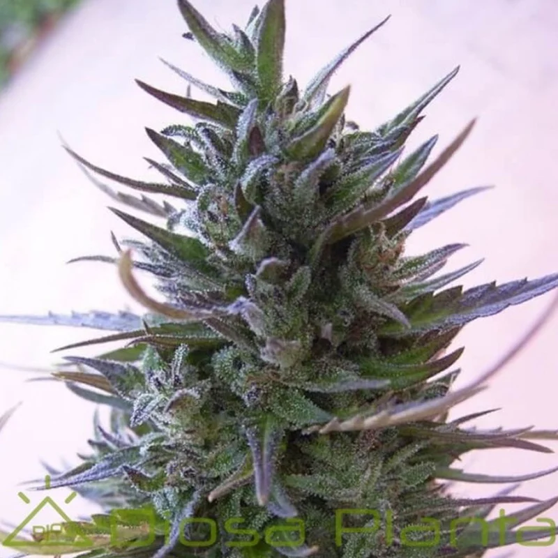 saltonverde2864996