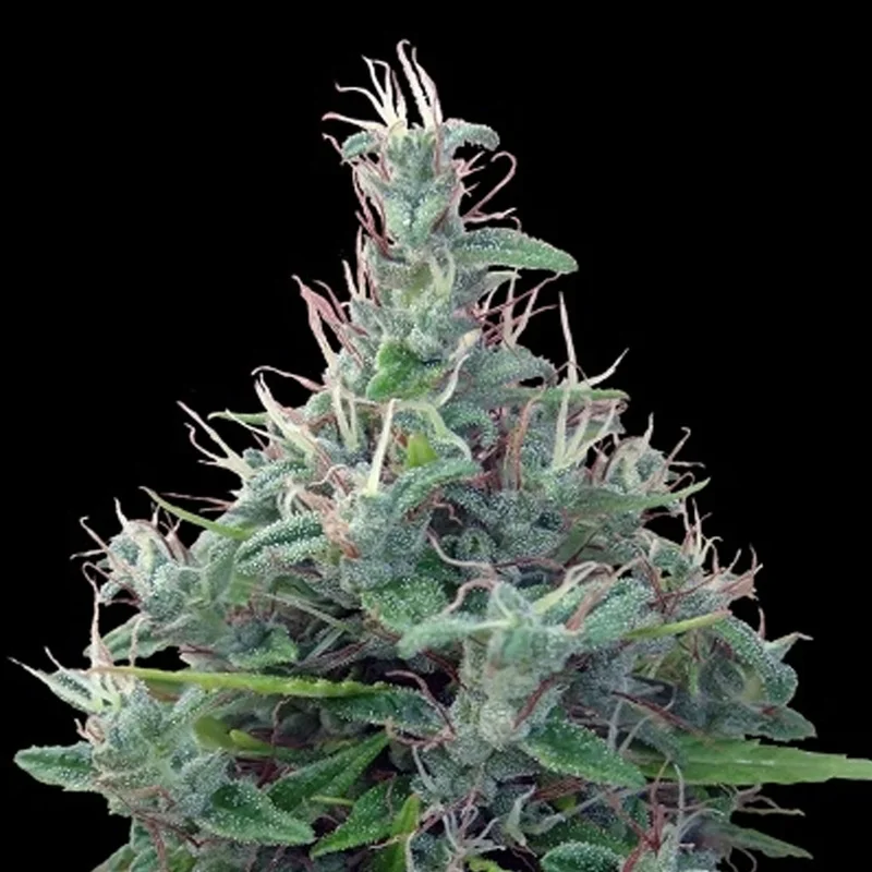 saltonverde2865037