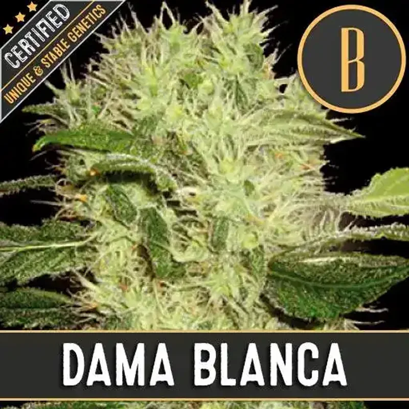 saltonverde2865094