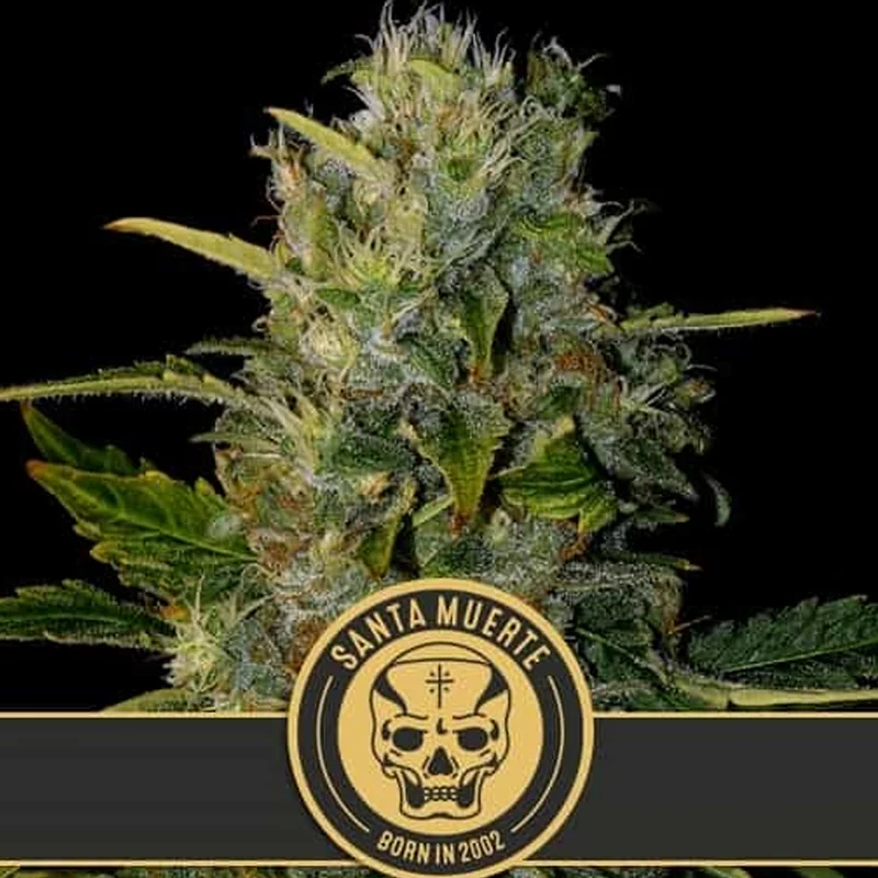 saltonverde2865224
