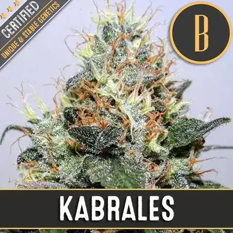 saltonverde2865378