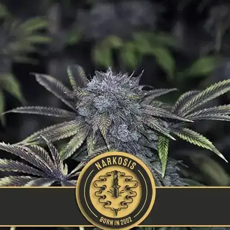 saltonverde2865416