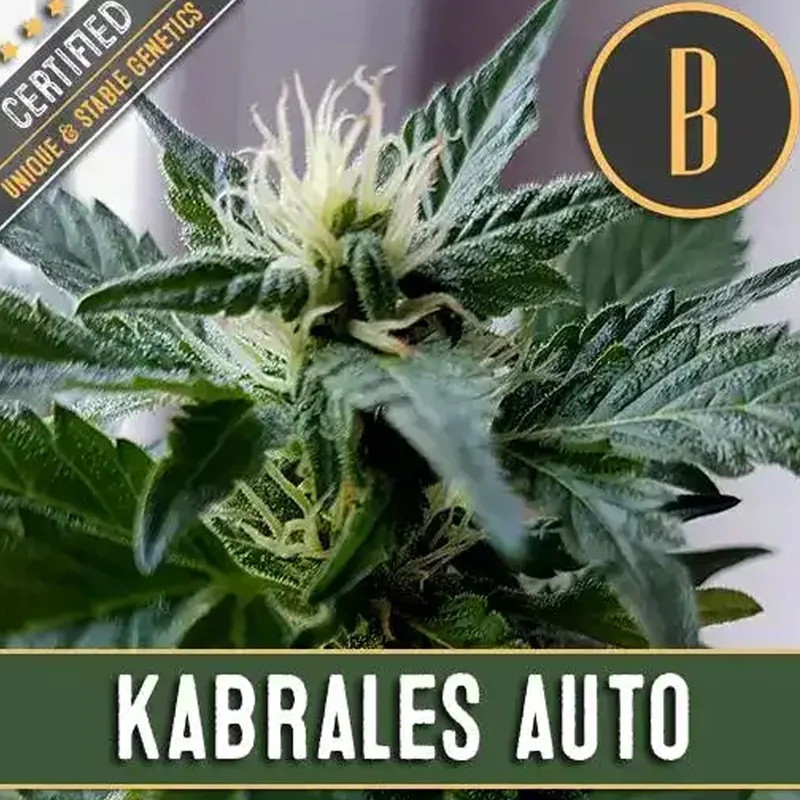 saltonverde2865691