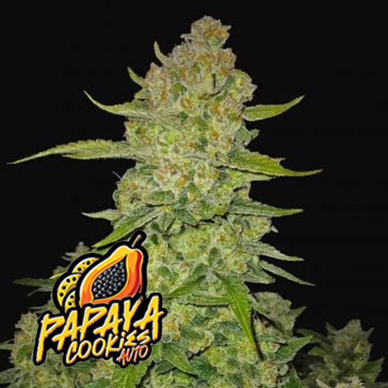 saltonverde2866281