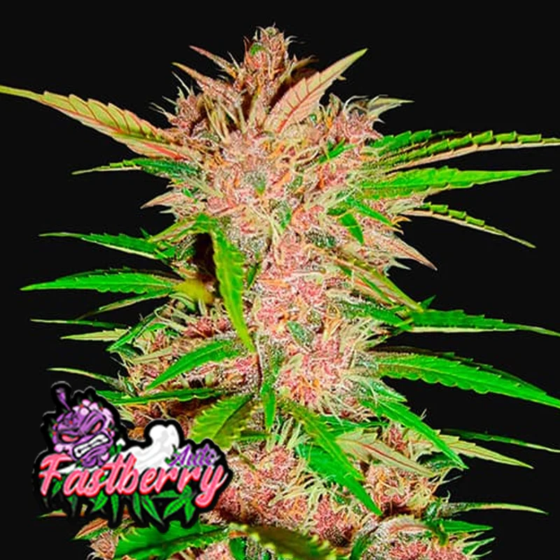 saltonverde2866419