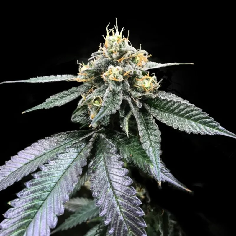 saltonverde2867125