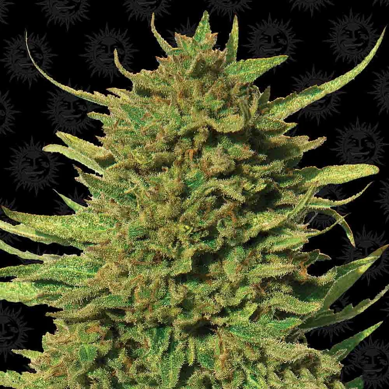 saltonverde2867405