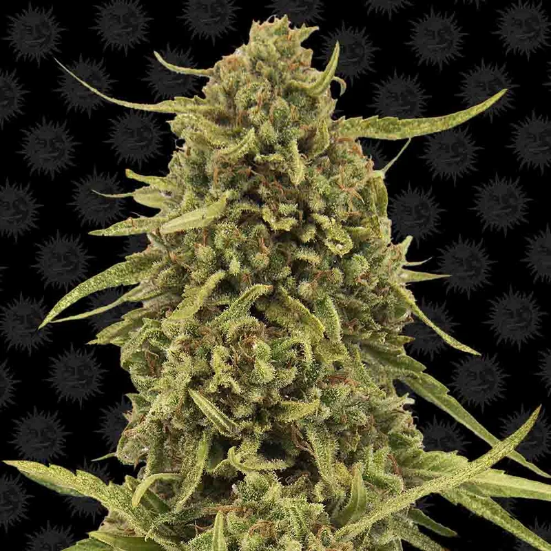 saltonverde2867442