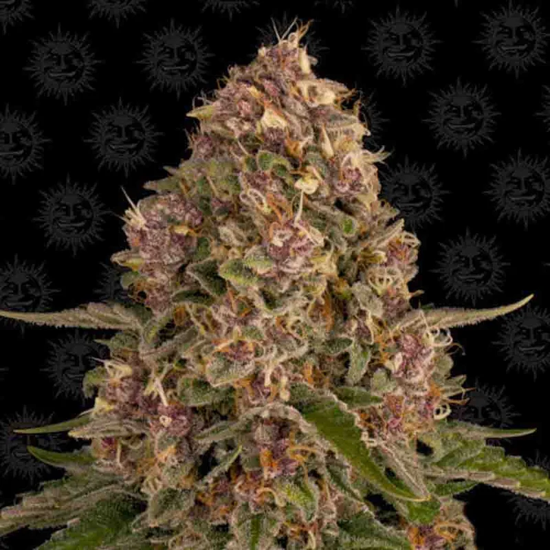 saltonverde2867620