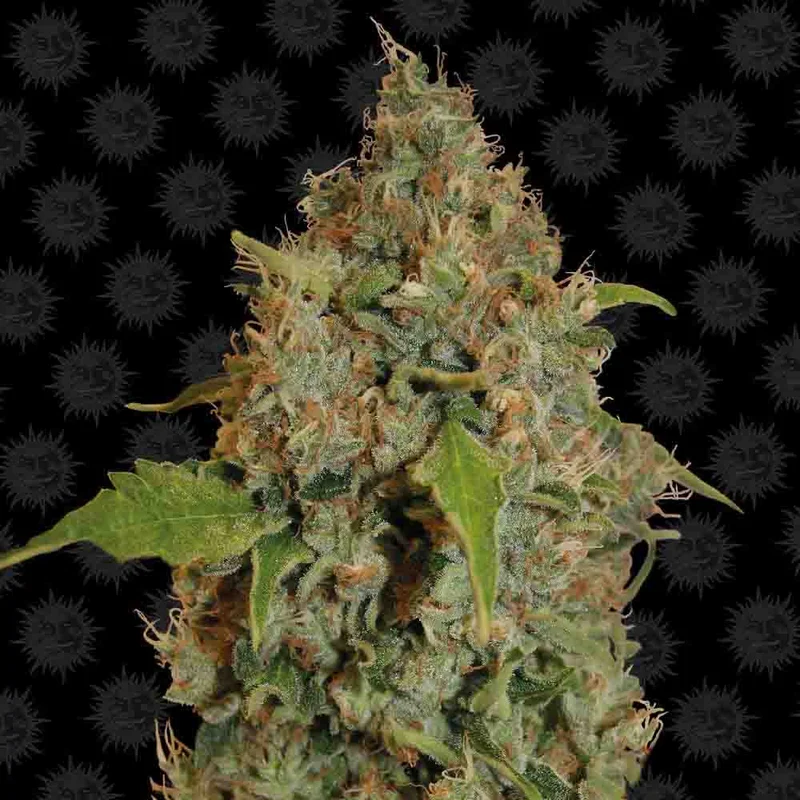 saltonverde2867810
