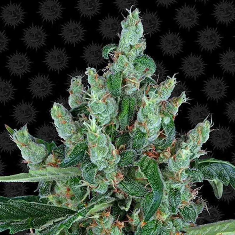 saltonverde2867931