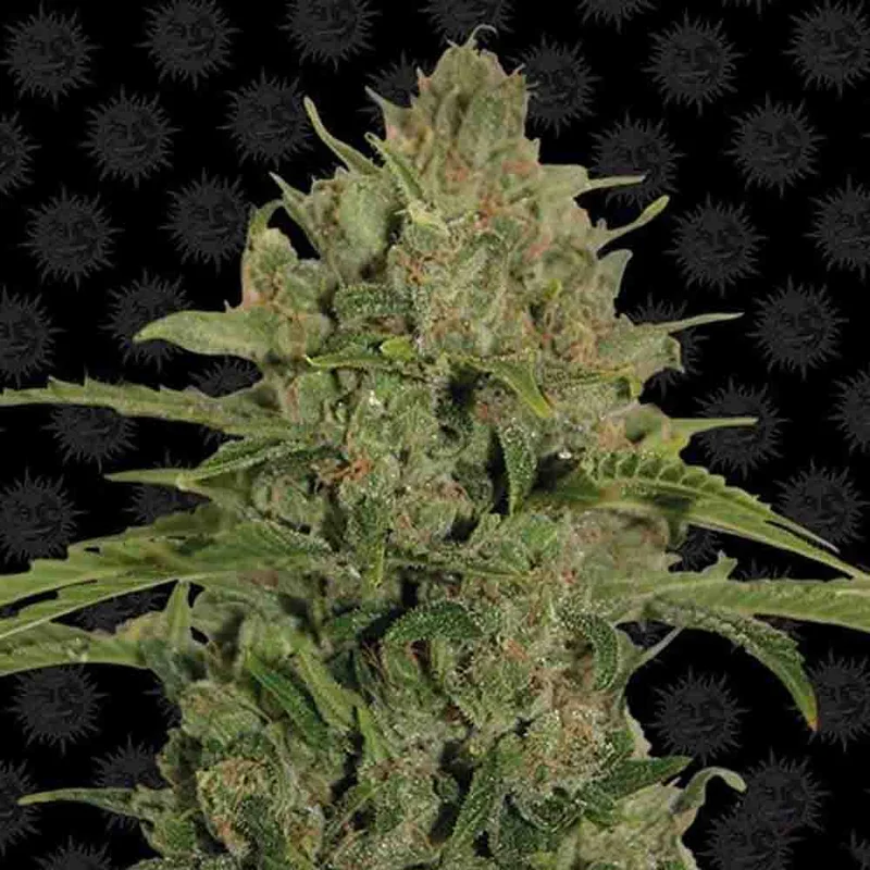 saltonverde2867974