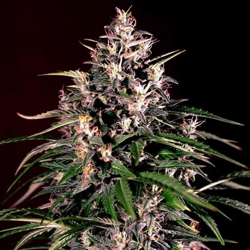 saltonverde2869065