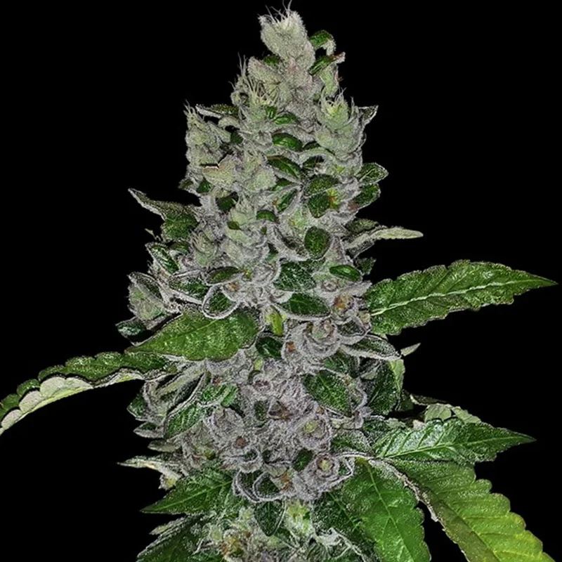 saltonverde2869080