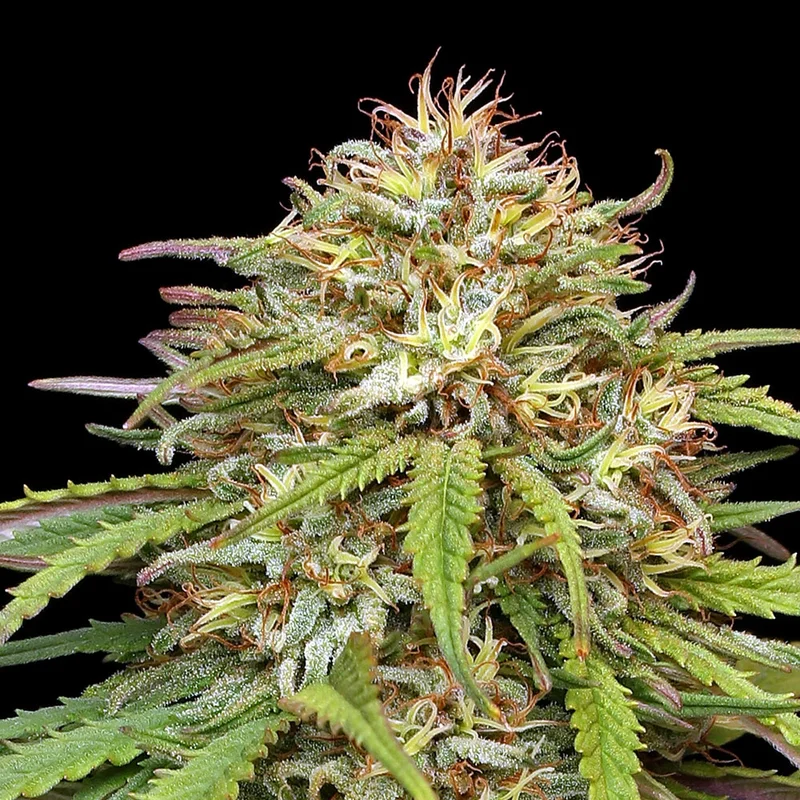saltonverde2869171
