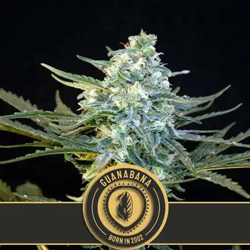 saltonverde2870716