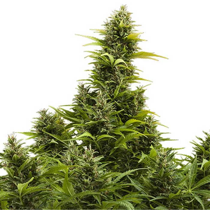 saltonverde2870951