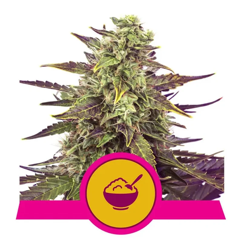 saltonverde2871047