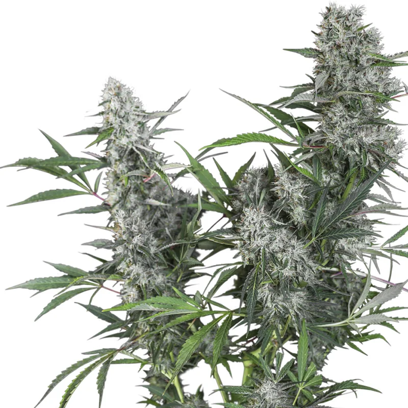 saltonverde2871717