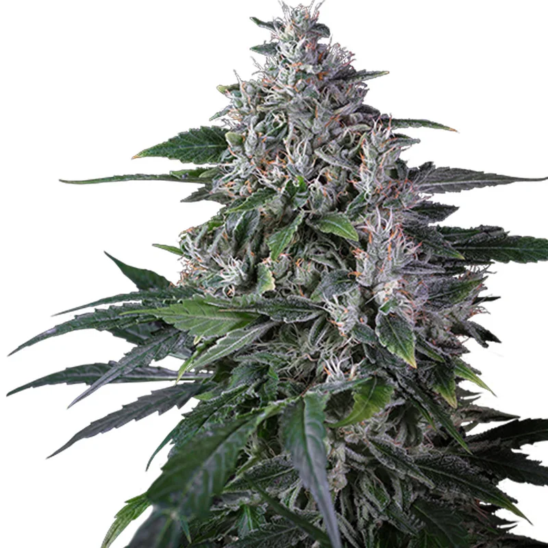 saltonverde2871812